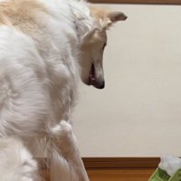 知育玩具を見つめている犬