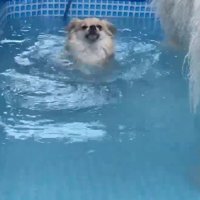 必死に泳いでいたら…