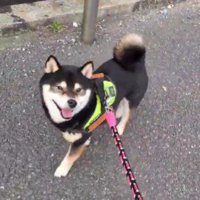 お散歩にでかけると…