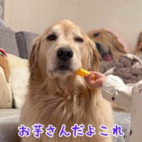 遊びに付き合う姉犬…