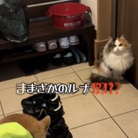 玄関ドアの前に座って散歩待機をする猫