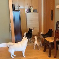 柴犬4匹の熱烈歓迎