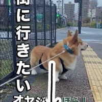 パパさんが反対方向に行こうとしたら…