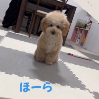 おもちゃを目で追うふくくん
