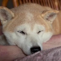 それでもパパから離れない