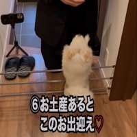 玄関で出迎える犬