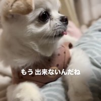 人を見つめる犬のアップ