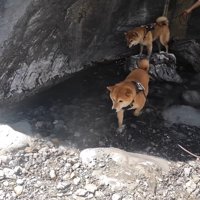 ナラちゃんとソラくんの沢登り6