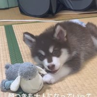 琥珀くんの成長記録7