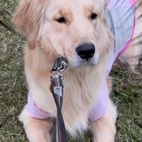 リードを引かれても動かない犬