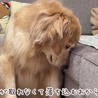 「私のボール…」