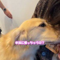 客人の顔に自分の顔を近づける犬