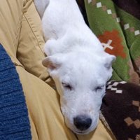 飼い主さんの脚を枕にして寝る子犬