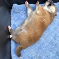 仰向けで眠る子犬