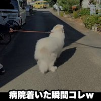 病院の外で逃げようとする犬