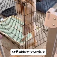 サークルの柵に前足を掛けて立ち上がる子犬