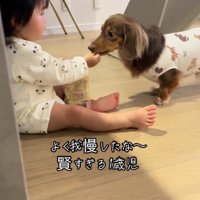 「ブイちゃんのだった」