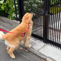 門の中を覗いている大型犬