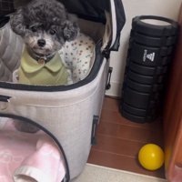 ハウスを失敗するさくらちゃん6