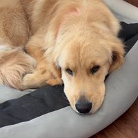 寂しそうな大型犬