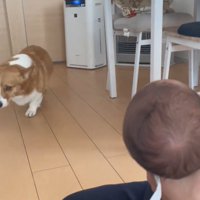 近づく犬