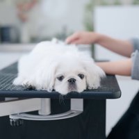 伏せてしまうもち太くん