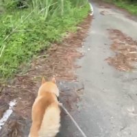山道を歩く犬の後ろ姿