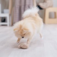 おもちゃを追いかける犬