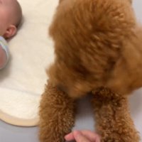 手を触る犬