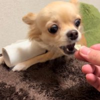 トイレットペーパーを守るジョルノちゃん⑩