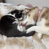 シャンテちゃん＆バロンちゃん2