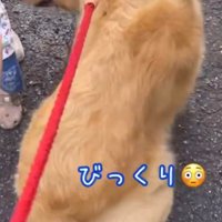立ち上がる犬