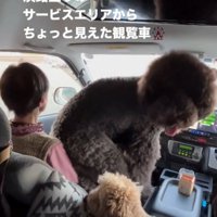こちらを振り返る犬