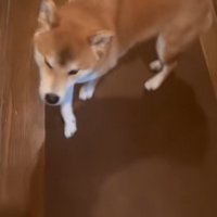 姉をスルーする柴犬