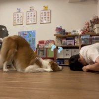 笑っている飼い主を見つめる犬