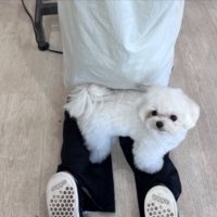 トリマー
