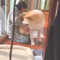 いつでも甘えているそう