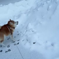 身を縮めて大喜び♪