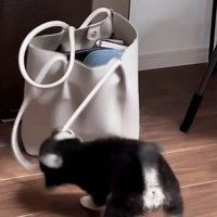 首がとれそうなきびくん