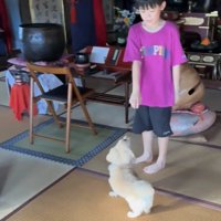 人を見上げる犬