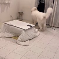 必死に逃げる妹さん