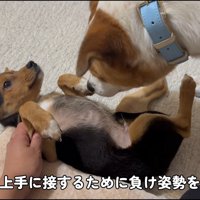 犬社会について勉強中