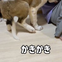 首をかくのが下手なむちゃ君8