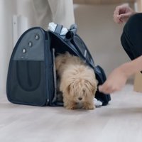 ペットキャリーから上半身だけ出す犬