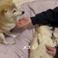 お座りしている犬と手を出す人