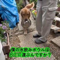ボウルをくわえて行ったり来たり