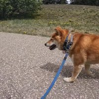 お散歩中のナラちゃん