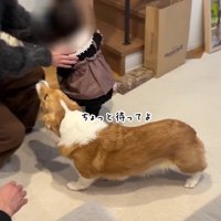 追いかけるモナちゃん