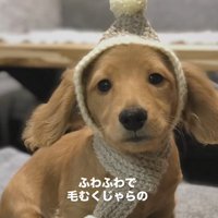 頭巾を着せられて座るカニヘンダックスフンドのパピー