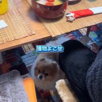 ちょっちゃんの年越し9